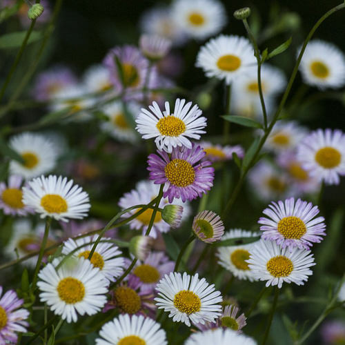 Profusion Santa Barbara Daisy